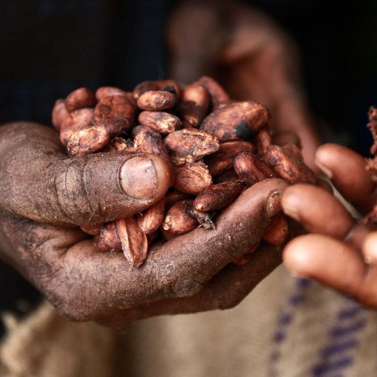 Nahaufnahme von Händen, die Kakaobohnen halten – Symbol für nachhaltigen Kakaoanbau und Cocoa Horizons Initiative.