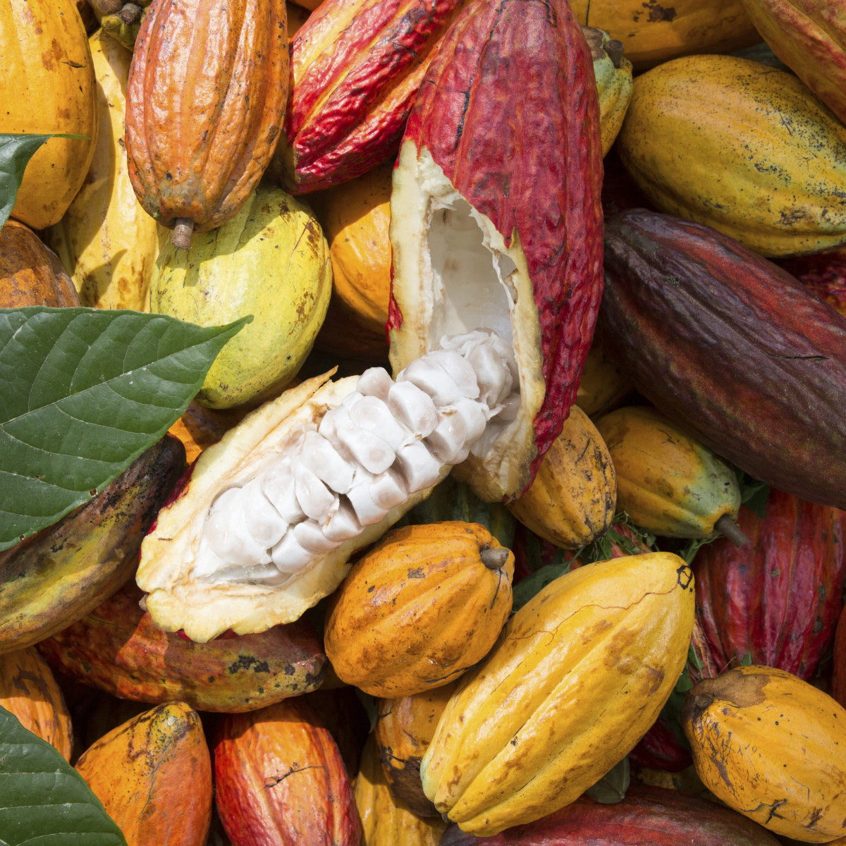 Bunte Kakaoschoten, eine geöffnet mit weißen Bohnen, Symbol für nachhaltigen Kakaoanbau und Programme wie Cocoa Horizons, Rainforest Alliance und Fairtrade.