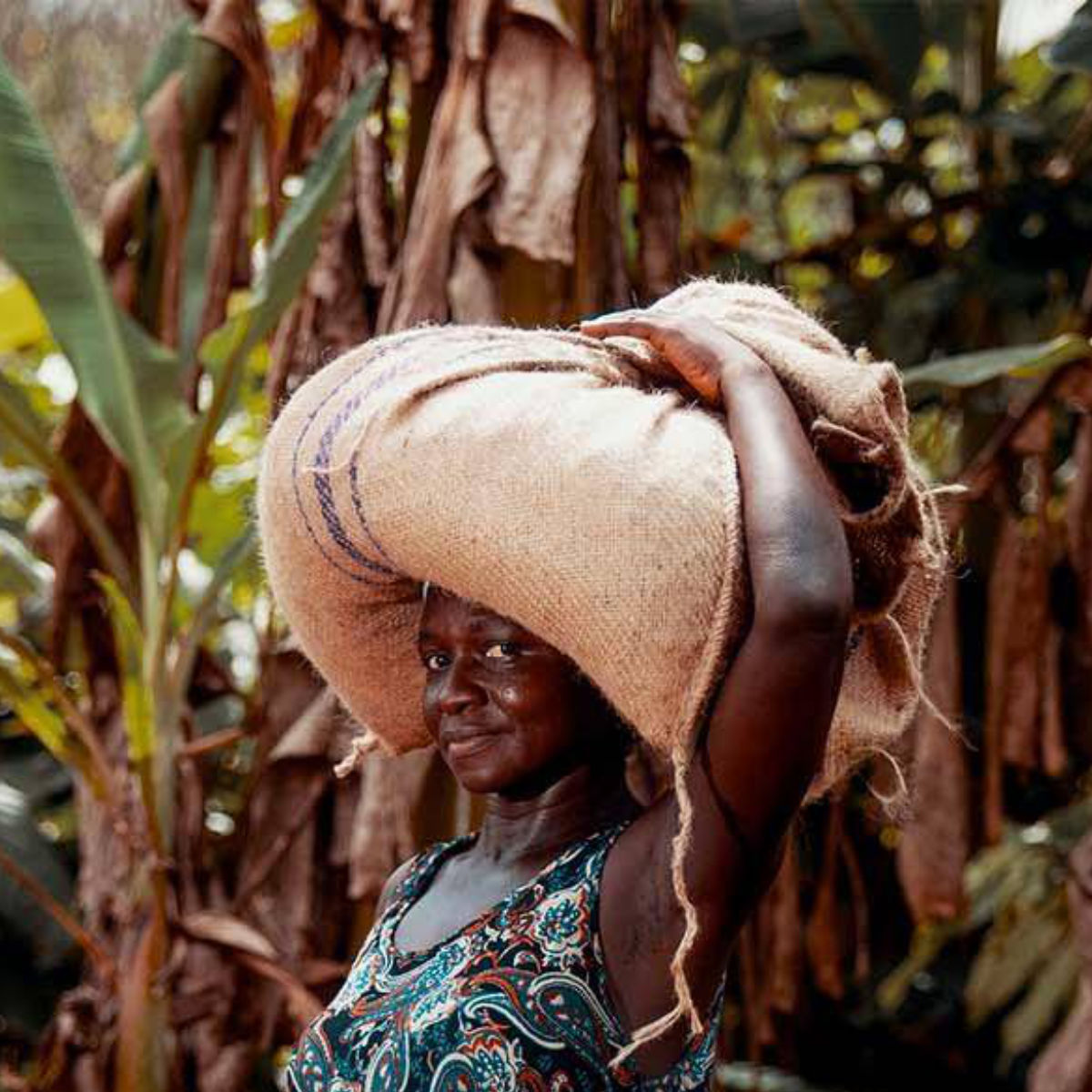 Kakaobauer trägt einen Sack Kakaobohnen auf dem Kopf in einer Plantage, Symbol für Rückverfolgbarkeit und nachhaltige Herkunft der Callebaut Schokolade.